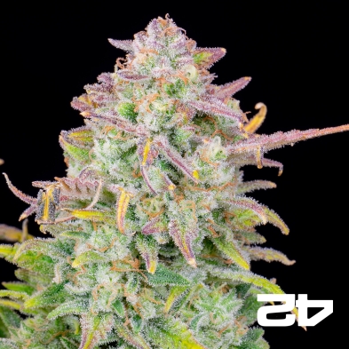 Trainwreck Auto