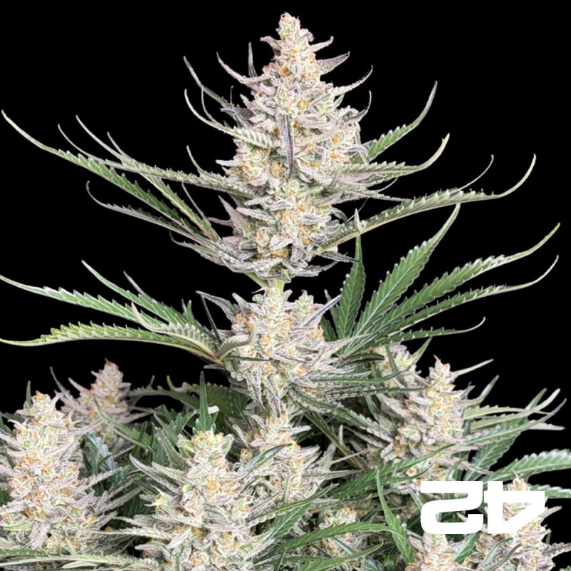 Big Bud Auto