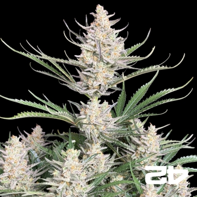Big Bud Auto