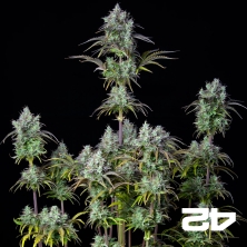 Big Bud Auto