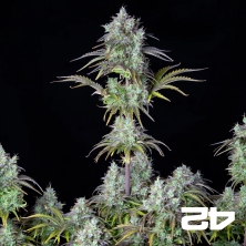 Big Bud Auto