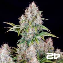 View Cinderella Auto de Fast Buds - Semillas Baratas en GB The Green Brand