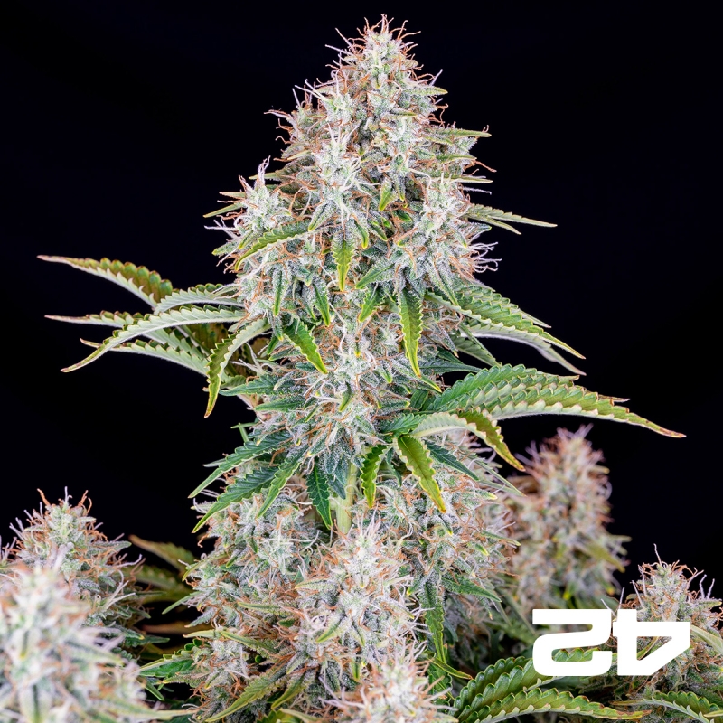 View Cinderella Auto de Fast Buds - Semillas Baratas en GB The Green Brand