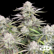 Cinderella Auto de Fast Buds - Semillas Baratas en GB The Green Brand