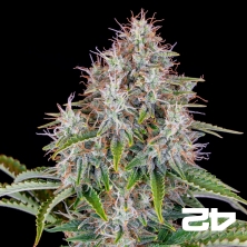 Cinderella Auto de Fast Buds - Semillas Baratas en GB The Green Brand