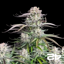 Blueberry Auto