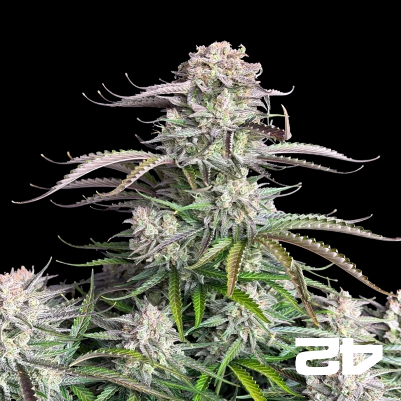 Blueberry Auto