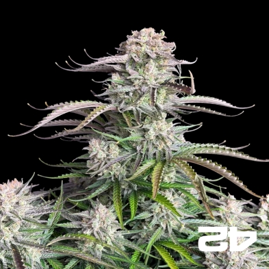 Blueberry Auto