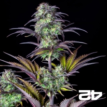 Blueberry Auto de Fast Buds - GB The Green Brand