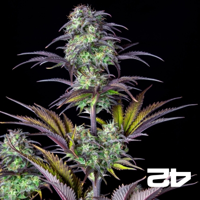 Blueberry Auto de Fast Buds - GB The Green Brand