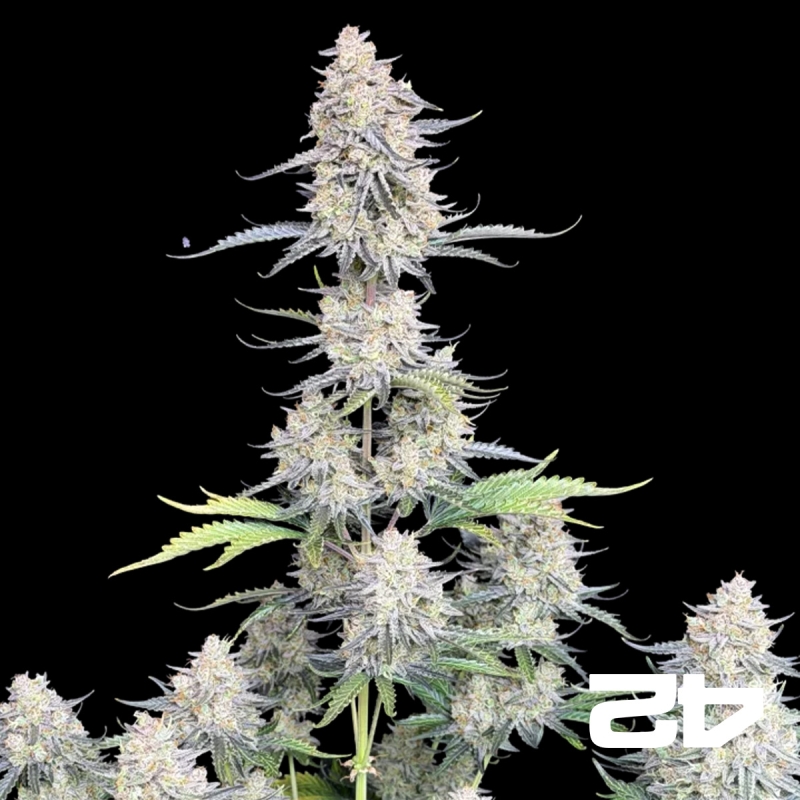 View Afghan Kush Auto