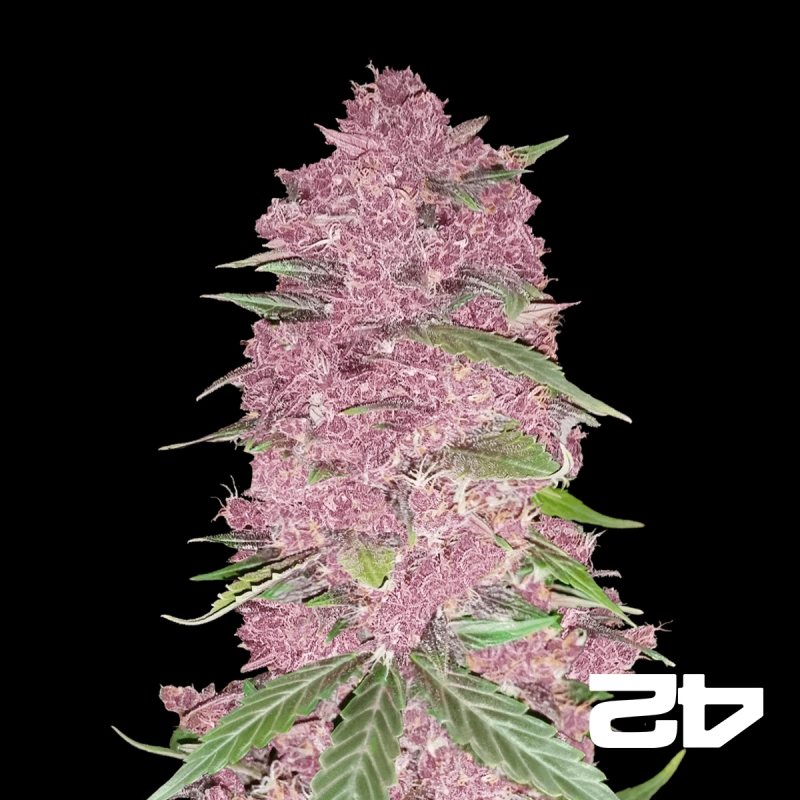 View Purple Lemonade Auto