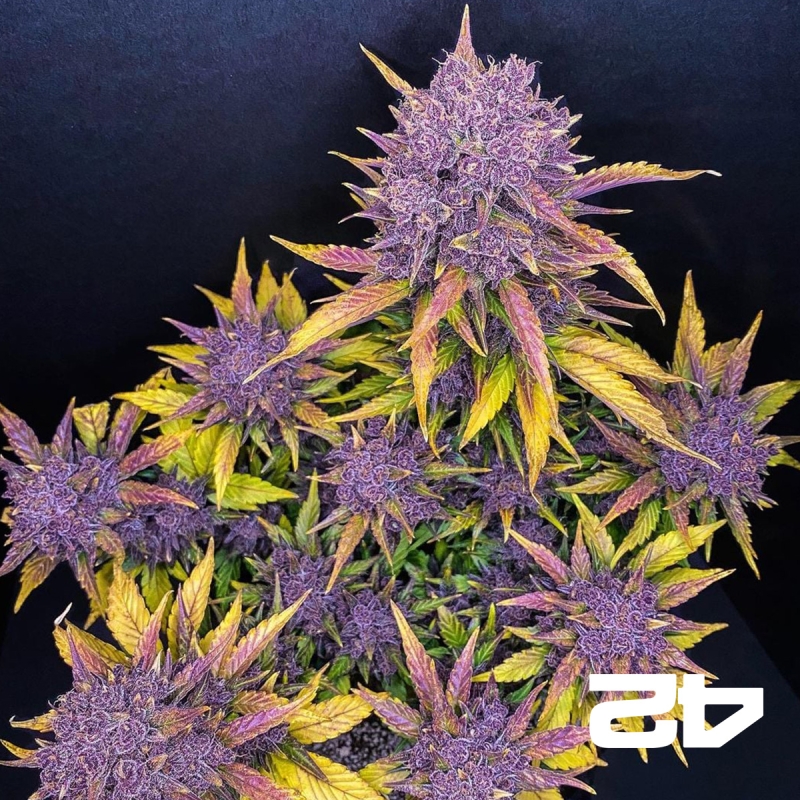 Purple Lemonade Auto