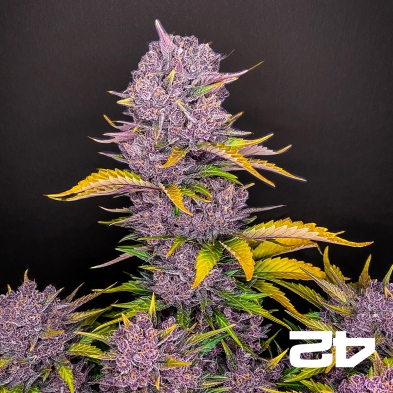 Purple Lemonade Auto