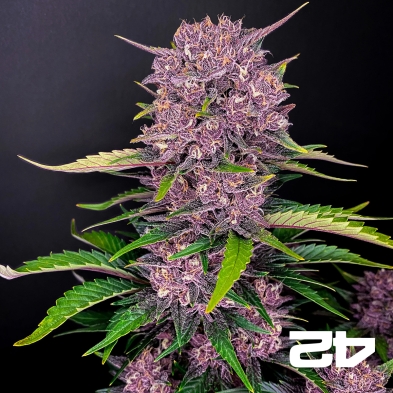 Purple Lemonade Auto
