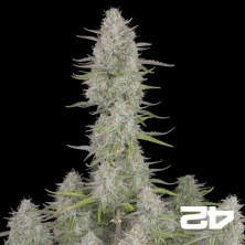 View Wedding Cheesecake Auto