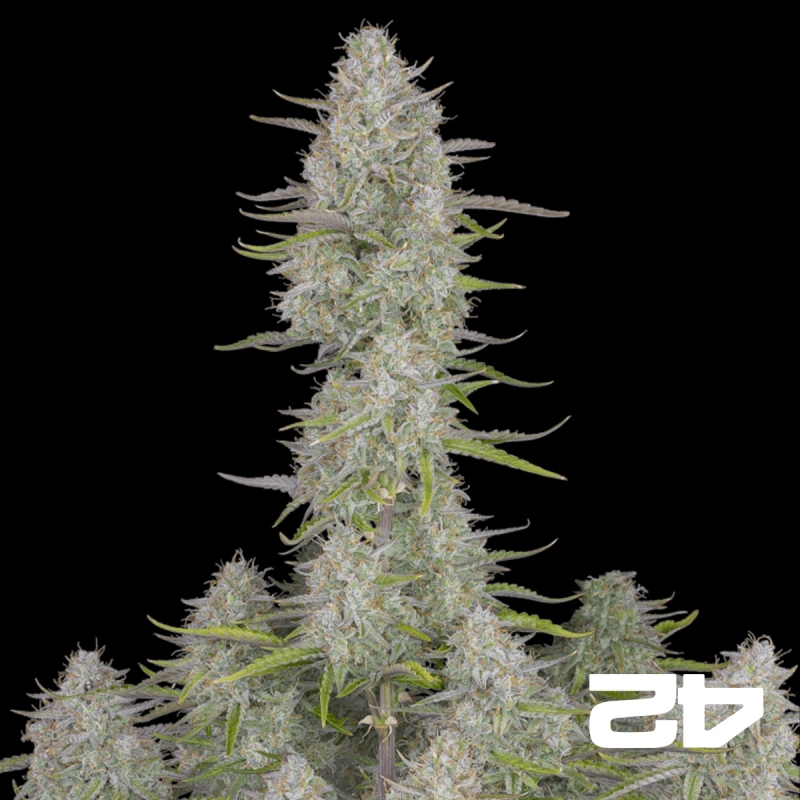 Wedding Cheesecake Auto