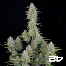 Wedding Cheesecake Auto