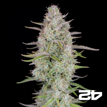 Wedding Cheesecake Auto