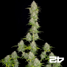 View Orange Sherbet Auto