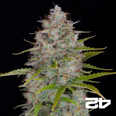 Orange Sherbet Auto