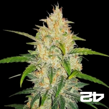 Zkittlez Auto