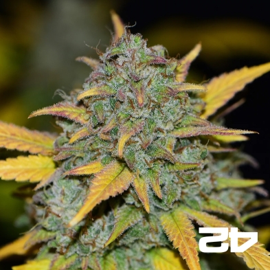 Gelato Auto Fast Buds