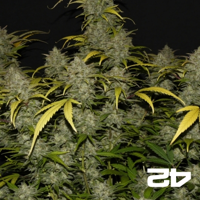 Gelato Auto Fast Buds