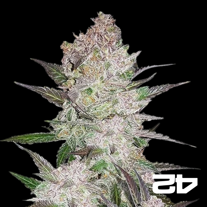View Cream Cookies Auto