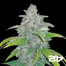 View Blue Dream Matic Fast Buds Autofloreciente - Grow Barato