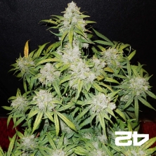 View CBD Auto 1:1