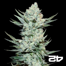View Tangie Auto