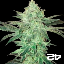 View Stardawg Auto