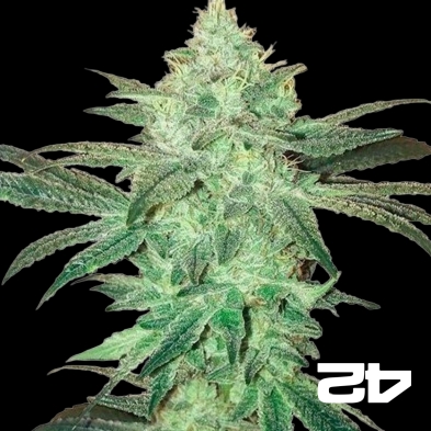 Stardawg Auto