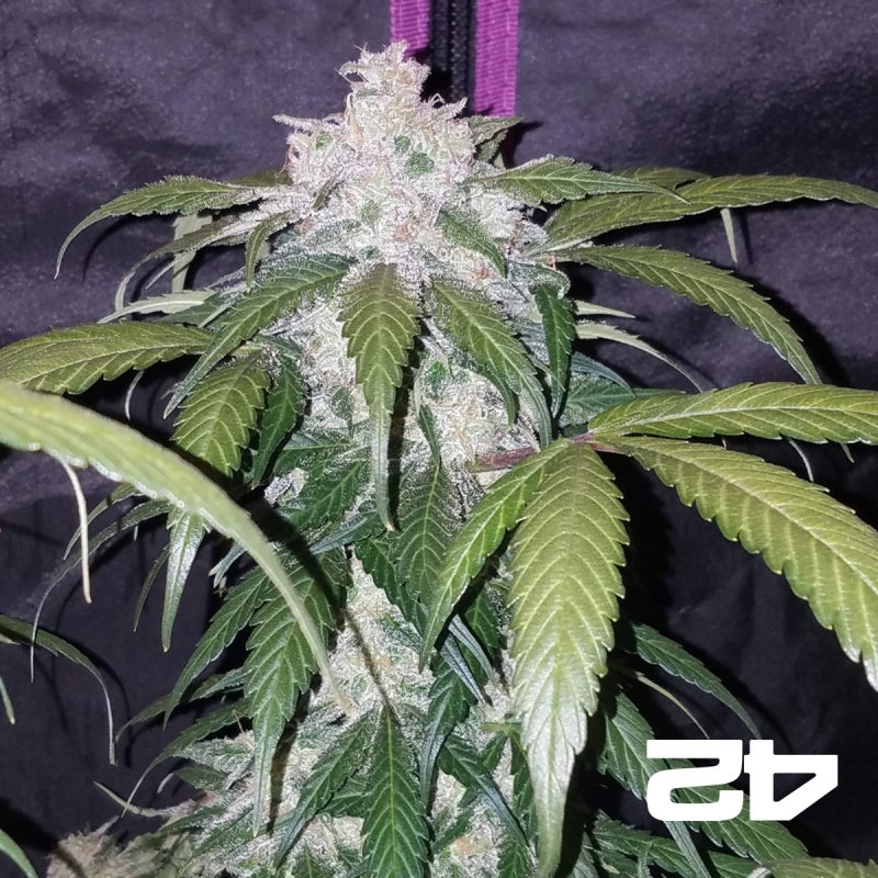 Pineapple Express Auto Fast Buds