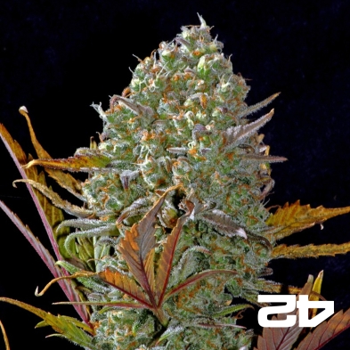 Pineapple Express Auto Fast Buds