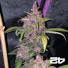 LSD-25 Auto