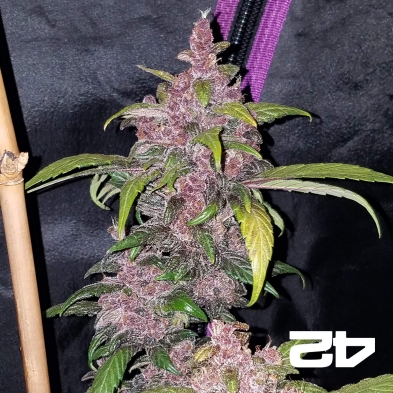 LSD-25 Auto
