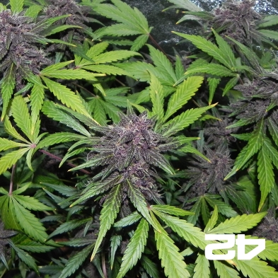 LSD-25 Auto