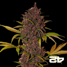 View LSD-25 Auto