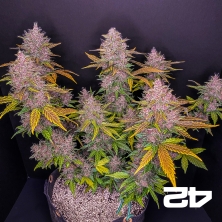 LSD-25 Auto