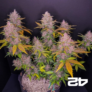 LSD-25 Auto