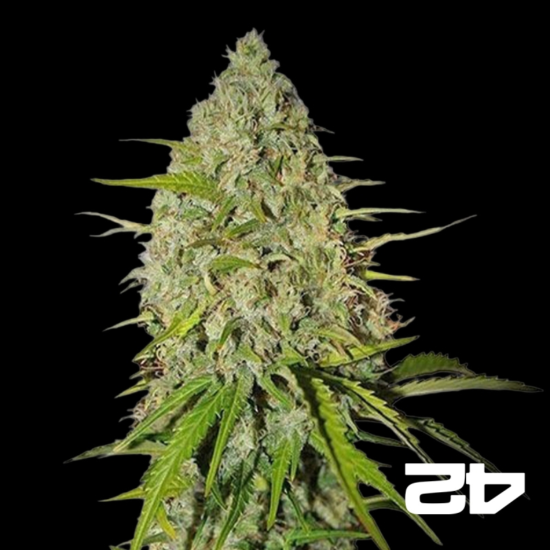 View Grapefruit Auto