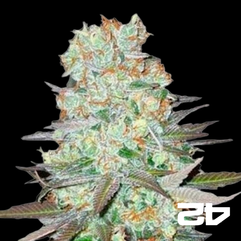 View G14 Auto