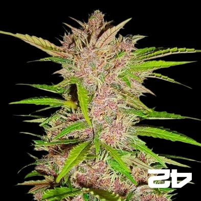 Fastberry Auto