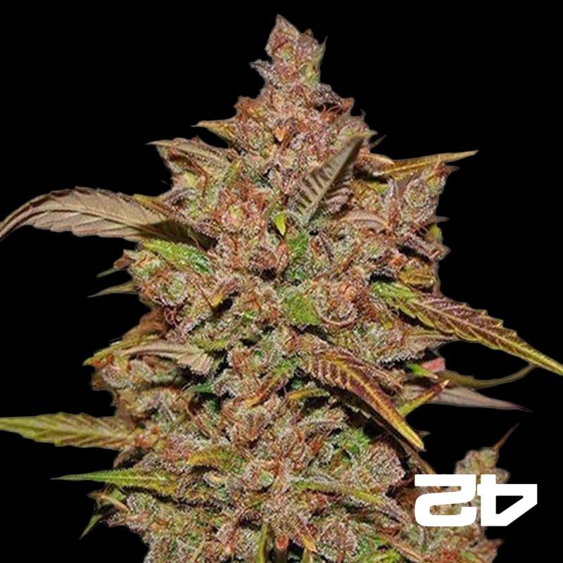 View Crystal Meth Auto