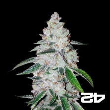 View West Coast OG Auto