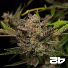 Ztrawberriez Auto