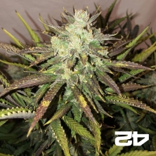 View Gorilla Auto