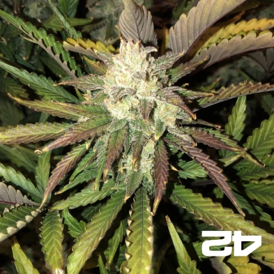 Gorilla Auto